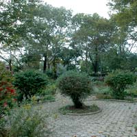 Trees in Highland Park