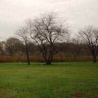 Trees in Soundview Park