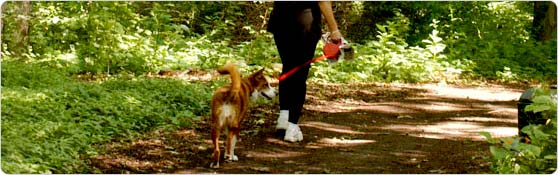 Hiking with dog on trail