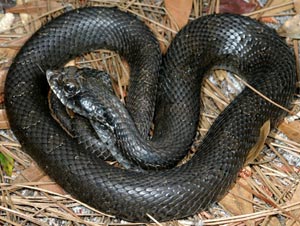 Snake Black Viper