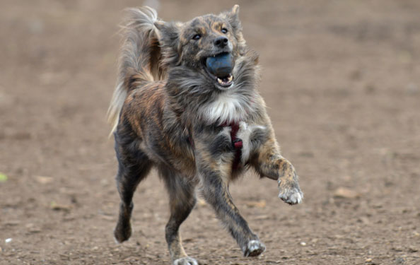 Pup at at Park Dog Run