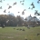 Pigeons in Prospect Park