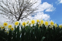 Daffodils