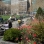 Tulips Greet the Early Spring