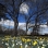Daffodils 2006