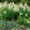 Heather Gardens