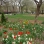 Flowers in Tompkins Square Park