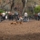 Tompkins Square Park dog run