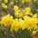 Daffodils 2006