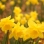 Daffodils 2006