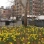 Daffodils 2006