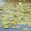 Lily Pads at Baisley Pond