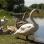 Young and Adult Swans