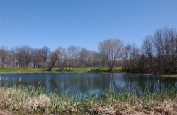 Forest Park