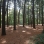 Forest Park
