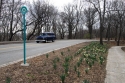 Daffodils 2006