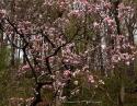 Cherry Blossom