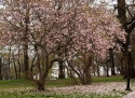 Cherry Blossom