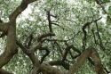 Inside a Tree
