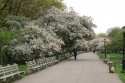 A Tree-Lined Path