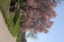 Cherry Blossom