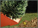 Graphic of tree being chipped