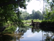 Photo of a wetland