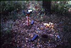 Photograph of debris in a Parks forest, link to enlarged image