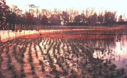 Photograph of Pelham Bay Salt Marsh restoration