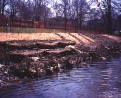 Photograph of a streambank along the Bronx River, link to enlarged image