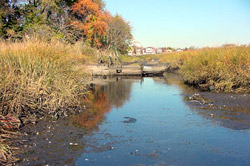 Photograph of the Four Sparrow Marsh Habitat restoration area