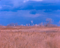 Photograph of the Gerritsen Creek Salt Marsh restoration area