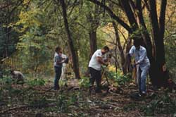 Photograph of a forest restoration team, link to enlarged image