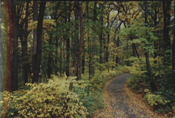 Photograph of woodland area in Northern Manhattan Parks forest 