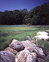 Landscape photograph of open land, rocks, and trees in the distant
