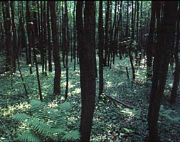 Photograph of woodland area