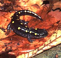 Photograph of a salamander