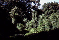Photograph of trees of Alley Pond Park