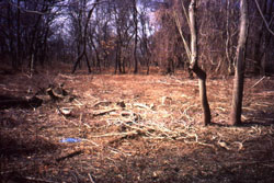 Photograph of woodland area of Alley Pond Park