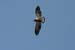 1_A_young_eagle_soars_over_Inwood_onAugust_1