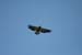 2_Soaring_over_inwood_on_August_1