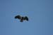 3_Soaring_over_Inwood_on_August_1