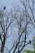 4_The_three_eagles_remaining_in_the_park_were_visible_in_the_same_tree_on_August_3