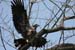 6_Shifting_positions_in_a_tree_near_the_release_platform_on_August_3