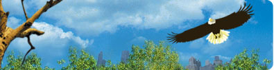 illustration of eagle on tree branch with sky in background