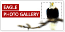 Eagle Photo Gallery