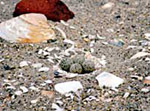 Photo of eggs on beach