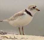 Photo of piping plover