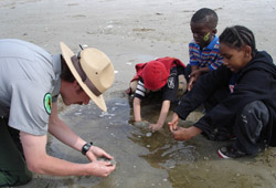An Urban Park Ranger teaches children about beach ecology.