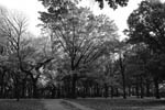 Image of Fall Foliage in Parks